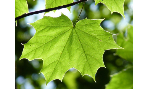 Acer 'Emerald Lustre' (platanoïdes) - Érable de Norvège 'Emerald Lustre'