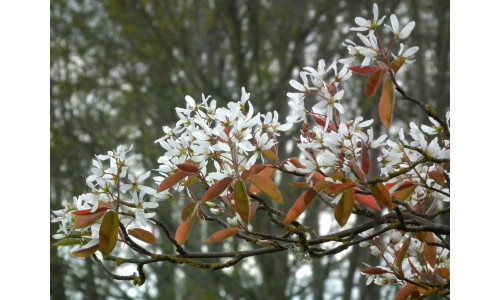 Amelanchier laevis 'Spring Flurry' - Amélanchier glabre