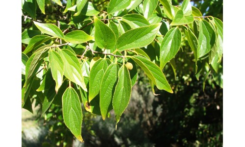 Celtis occidentalis - Micocoulier 