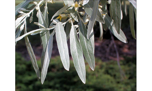 Elaeagnus angustifolia - Olivier de Bohème