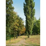 Populus nigra 'Thevestina' - Peuplier de Lombardie