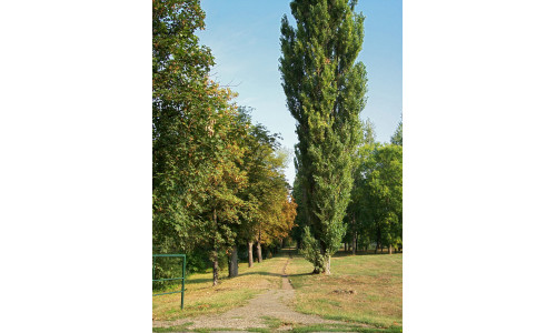 Populus nigra 'Thevestina' - Peuplier de Lombardie