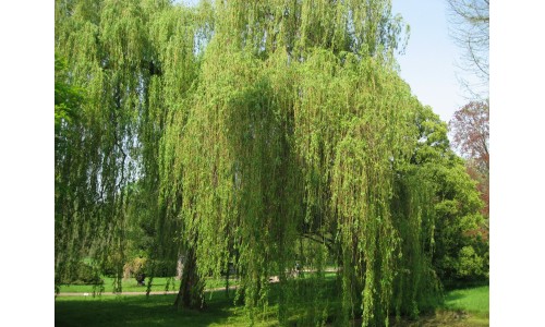 Salix alba 'Tristis' - Saule pleureur