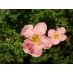 Potentilla fruticosa 'Pink Beauty'