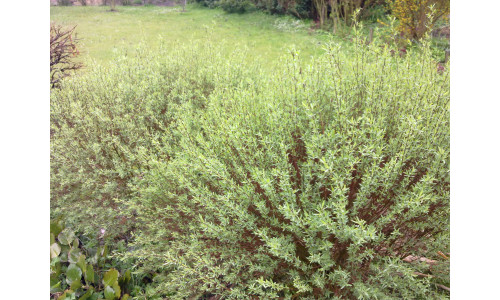 Salix purpurea 'Gracillis'