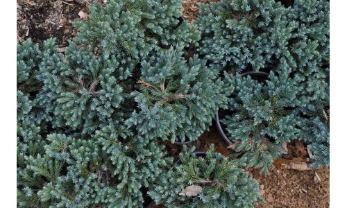 Juniperus horizontalis 'Blue Star'